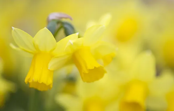Цветы, цвет, daffodil