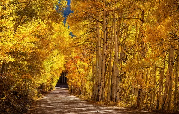 Картинка дорога, осень, берёзы