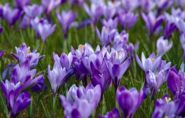 Фиолетовый, весна, крокусы, шафран