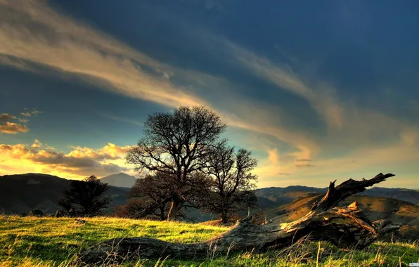 Картинка лес, трава, деревья, холмы, Небо, Sky, Grass, Wood