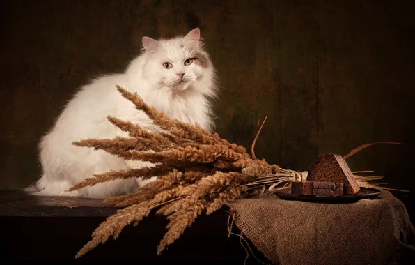 Кошка, белый, кот, взгляд, поза, темный фон, стол, букет