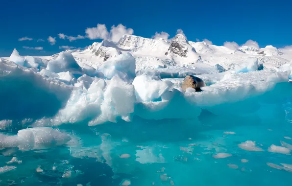 Картинка вода, снег, природа, океан, тюлень, льды, север, Антарктида