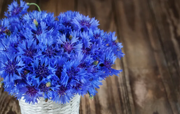 Цветы, синий, букет, васильки