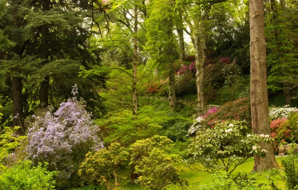 Картинка зелень, деревья, цветы, парк, Великобритания, кусты, Bodnant Gardens Wales