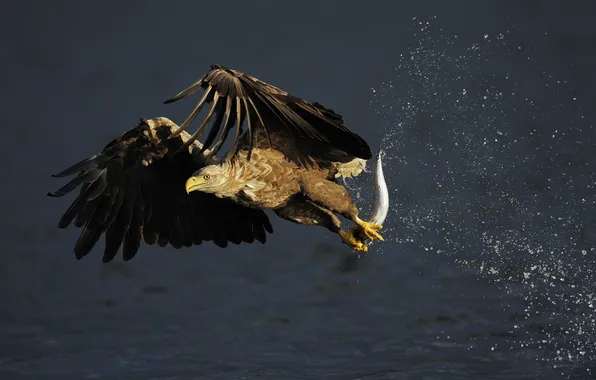 Картинка брызги, Норвегия, охота, добыча, скумбрия, или сероватень (Haliaeetus albicilla, Орлан-белохвост, white-tailed sea eagle)