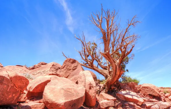 Картинка небо, камни, дерево, пустыня