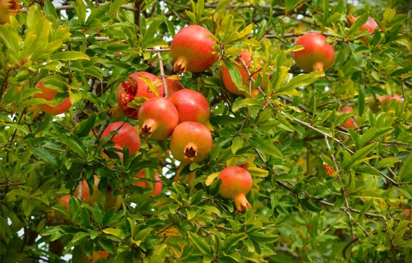 Картинка Pomegranates, Гранаты, Pomegranate tree