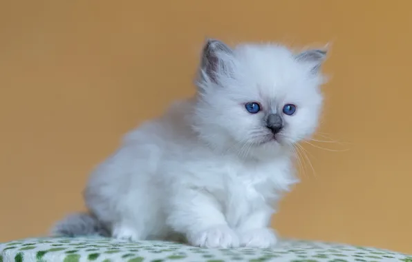Кошка, белый, взгляд, поза, котенок, фон, портрет, малыш