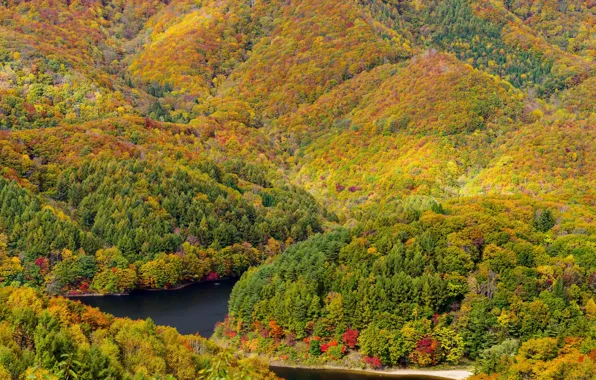 Картинка осень, лес, деревья, горы, желтый, река, панорама, солнечно