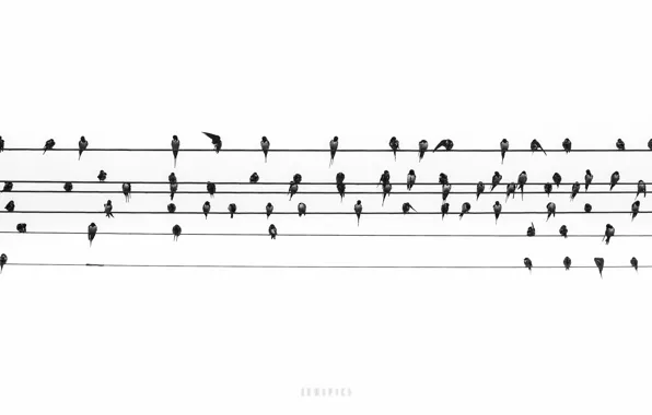 Птицы, ноты, музыка, провода
