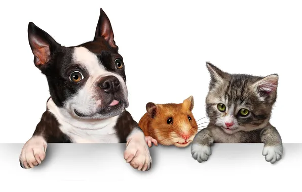Puppy, animals, kitten, hamster