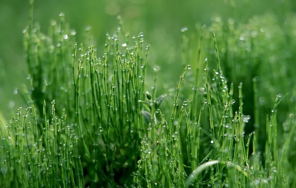 Зелень, трава, вода, роса, утро, Капельки
