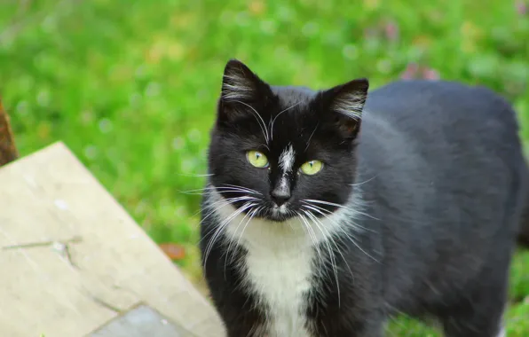 Dark, black, cat, houses