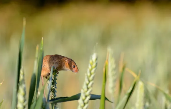 Картинка лето, природа, Harvest Mouse