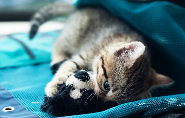 Картинка кошка, кот, серый, фон, сетка, голубой, игрушка, игра