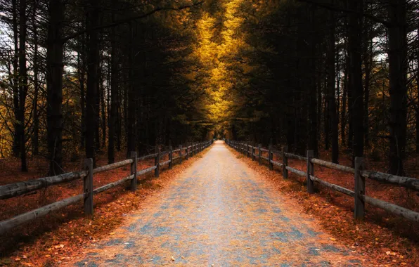Дорога, осень, лес, листья, деревья, забор