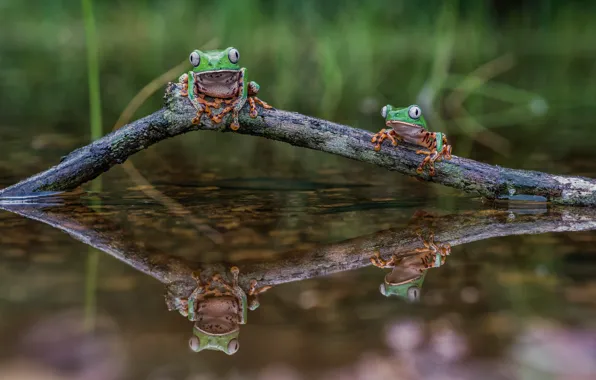 Вода, пруд, отражение, две, ветка, зеленые, пара, лягушки