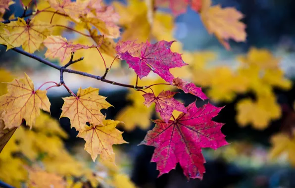 Осень, листья, ветки, дерево, боке