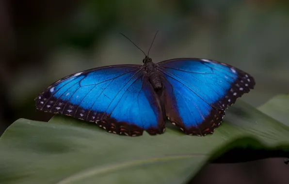 Макро, темный фон, бабочка, листок, насекомое, синяя