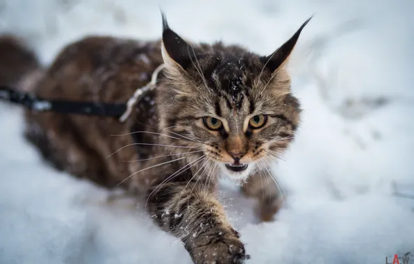 Зима, животные, рыжий, cat, winter, snow, predator, lynx