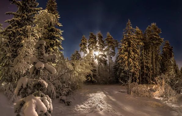 Картинка зима, лес, снег, деревья, ночь, луна, сосны