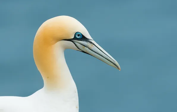 Фон, птица, gannet