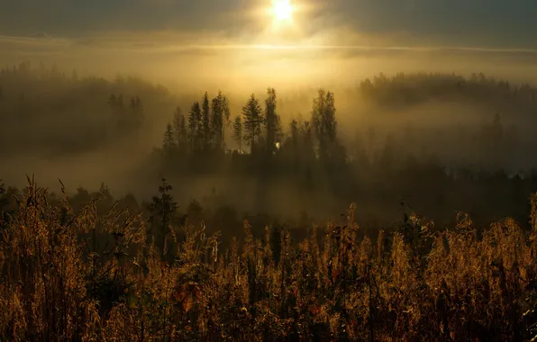 Лес, лесное озеро, карельский перешеек, лемболово