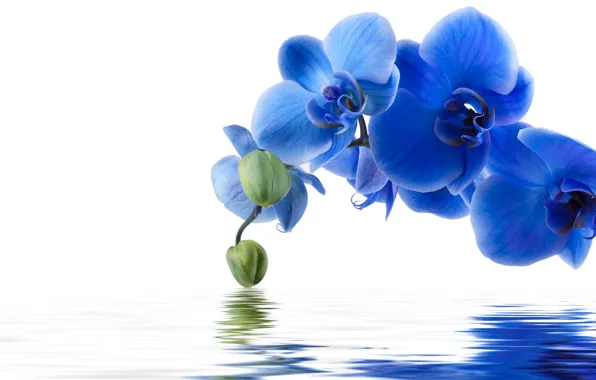 Вода, цветы, отражение, фон, синяя орхидея
