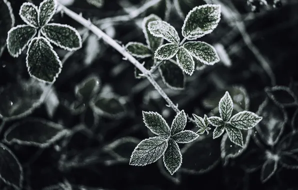 Leaves, dew, frost