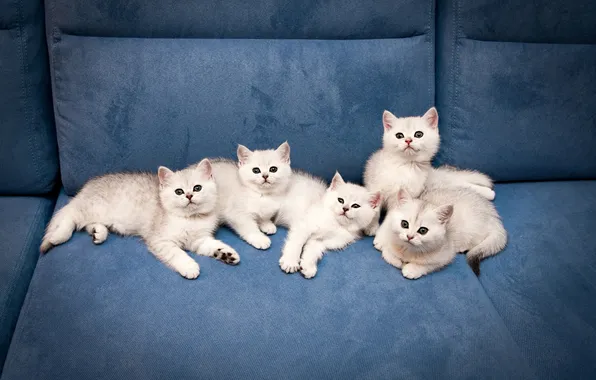Взгляд, кошки, котенок, диван, вместе, котята, белые, малыши