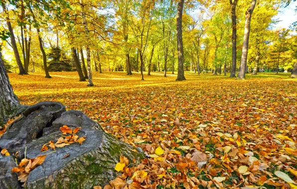 Картинка осень, лес, трава, листья, деревья, парк