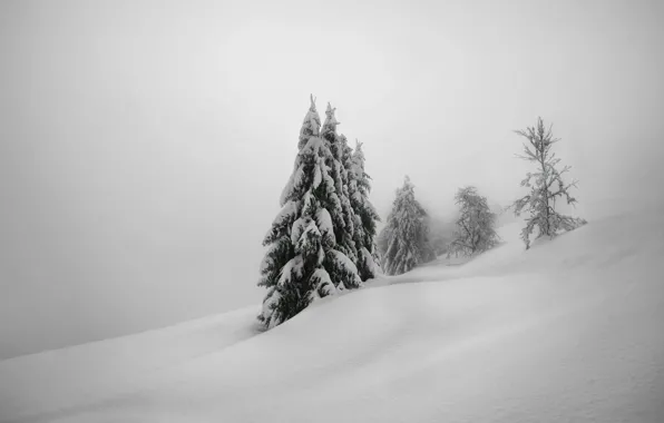 Картинка зима, снег, деревья, природа, елки
