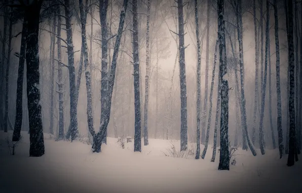 Зима, снег, деревья, фото