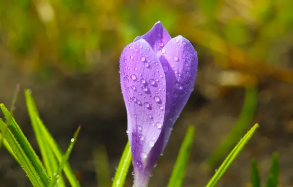 Flower, spring, purple, crocus