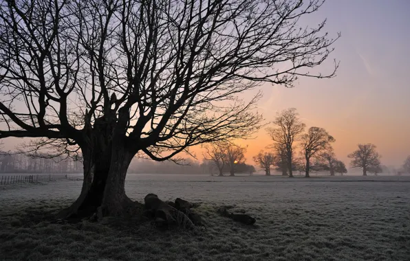 Картинка поле, туман, дерево, утро