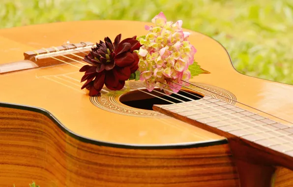 Цветы, Музыка, Гитара, Музыкальный Инструмент
