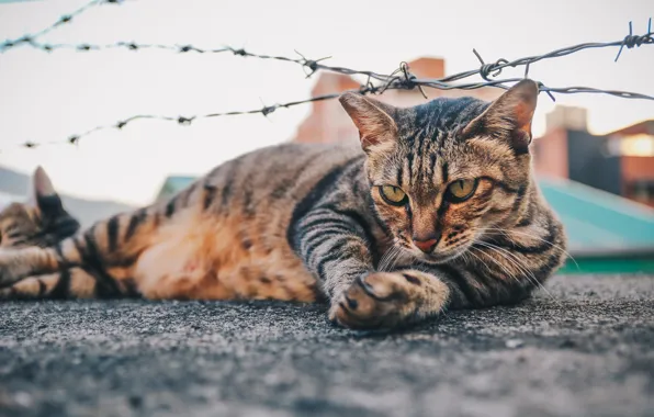 Кот, лежит, колючая проволока
