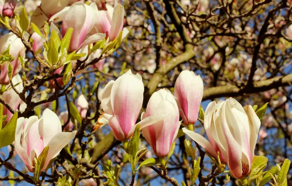 Spring, magnolia, twig