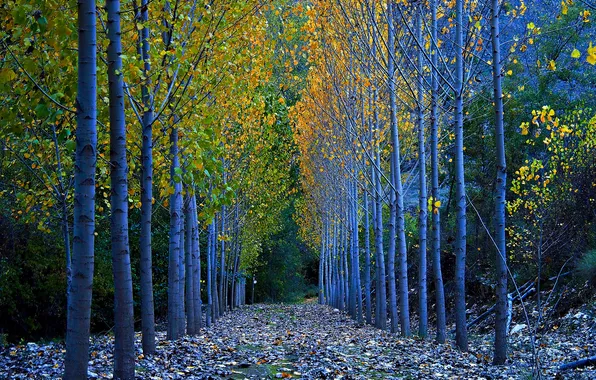 Картинка осень, листья, деревья, Испания, Сеговия