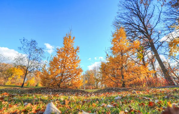 Картинка осень, небо, трава, листья, деревья