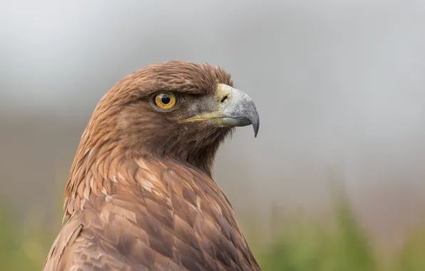 Eagle, eye, back, golden eagle