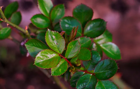 Leaf, plant, twig