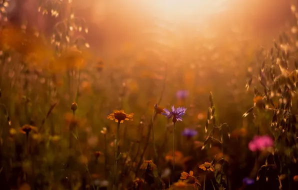 Лето, трава, природа