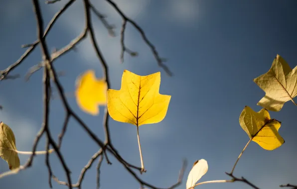 Картинка autumn, tree, garden, yellow leaf