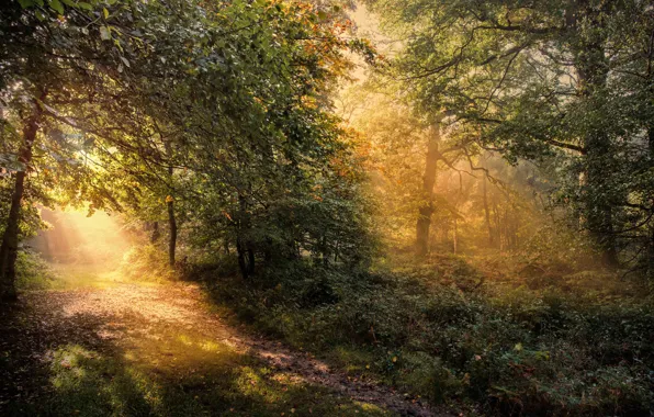 Картинка осень, лес, деревья, рассвет, Англия, тропа, утро