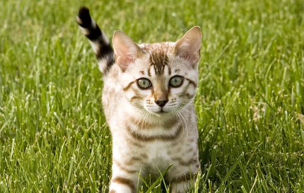 Картинка кошка, трава, кот, котенок, киска, киса, cat, котэ