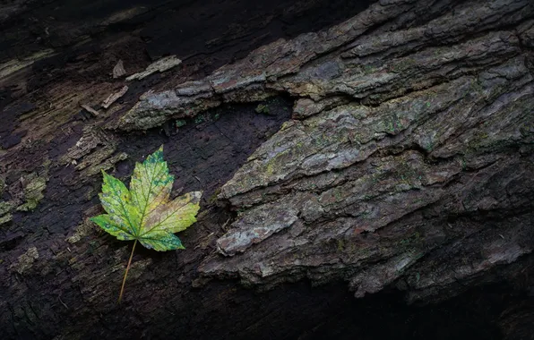 Картинка природа, лист, дерево