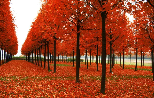 Картинка природа, Трава, Осень, Деревья, Листья, Парк, Пейзаж