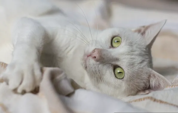 Кошка, глаза, мордочка, белая кошка