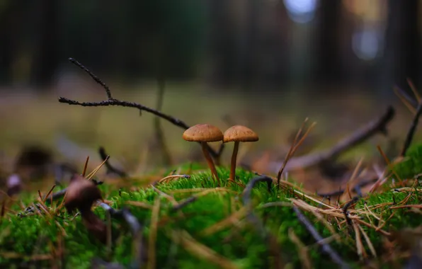 Осень, лес, природа, грибы, парочка
